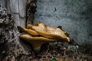 Як не отруїтися грибами: де збирати та як зберігати